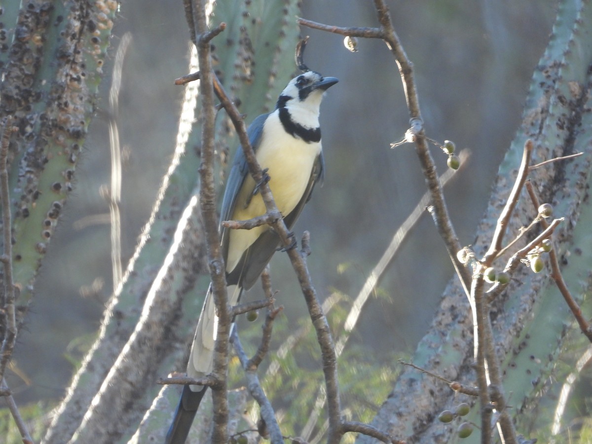 White-throated Magpie-Jay - ML590419091