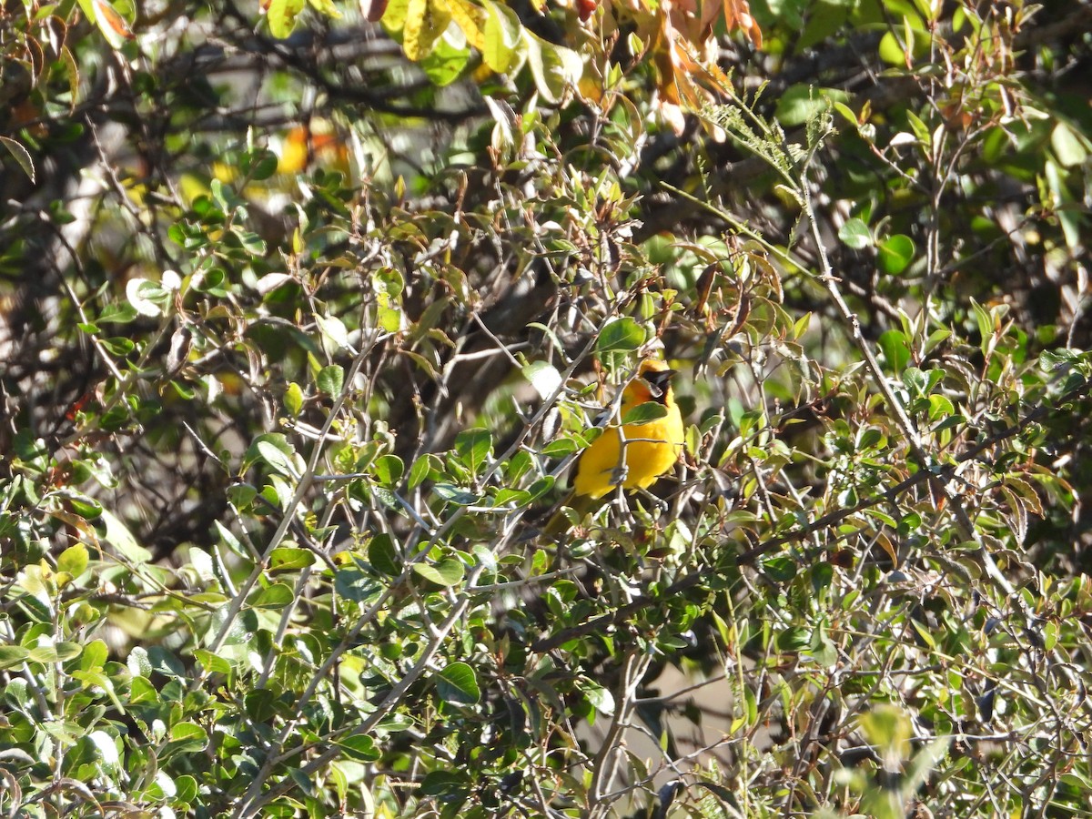 Streak-backed Oriole - ML590419781