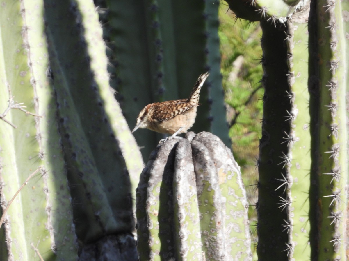 Rufous-naped Wren (Sclater's) - Mary Trombley