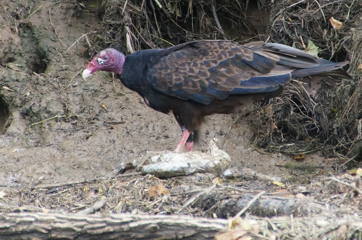 Turkey Vulture - ML590421471