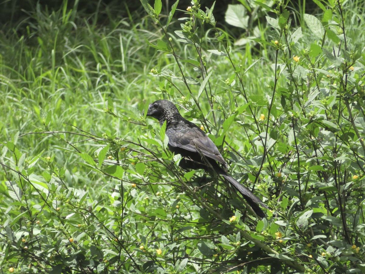 Smooth-billed Ani - ML590422451