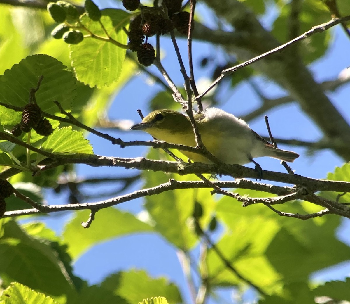 Yellow-throated Vireo - ML590422591