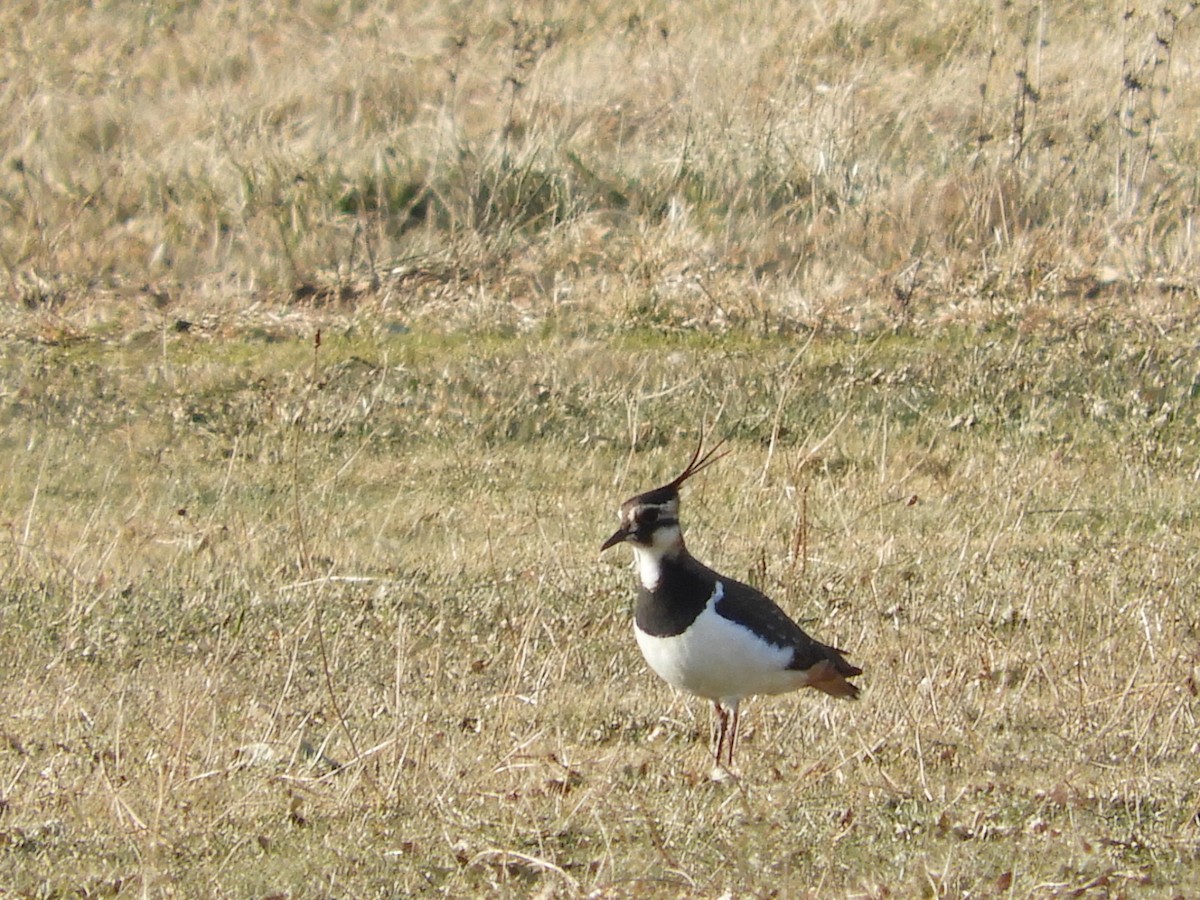 Northern Lapwing - ML590423101