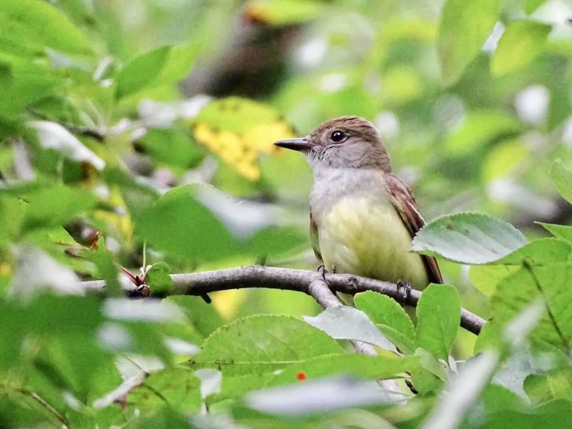 Great Crested Flycatcher - ML590423151
