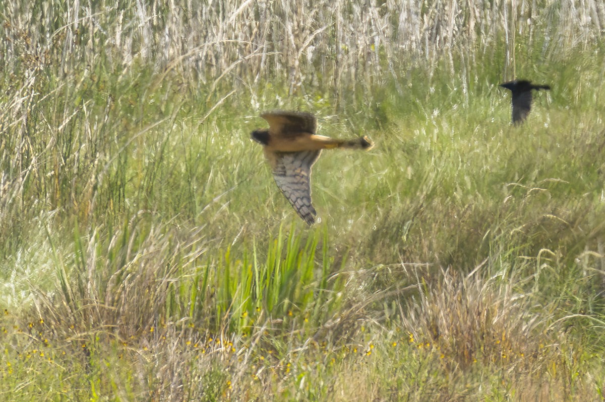 Northern Harrier - ML590423821