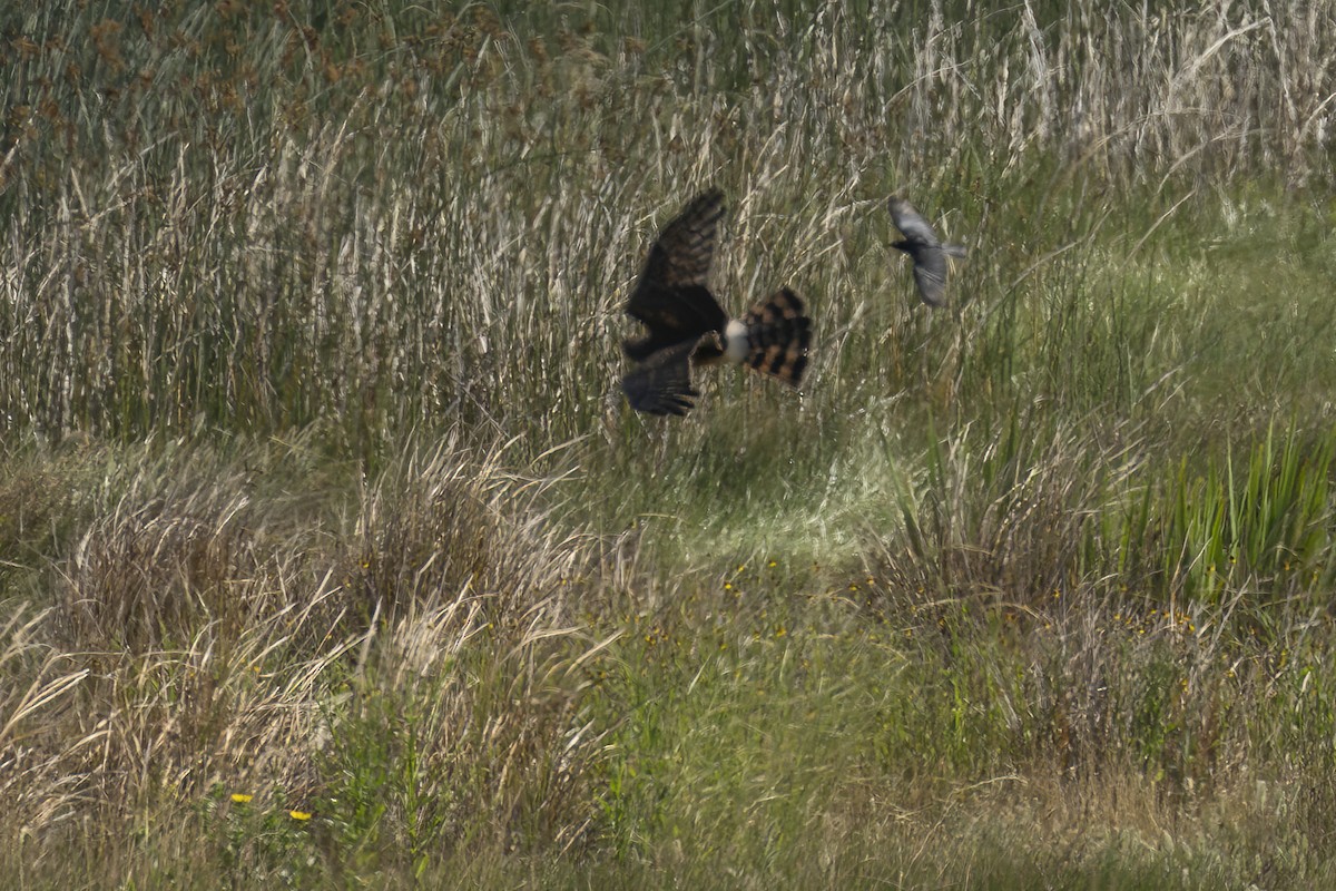 Northern Harrier - Karen Kreiger