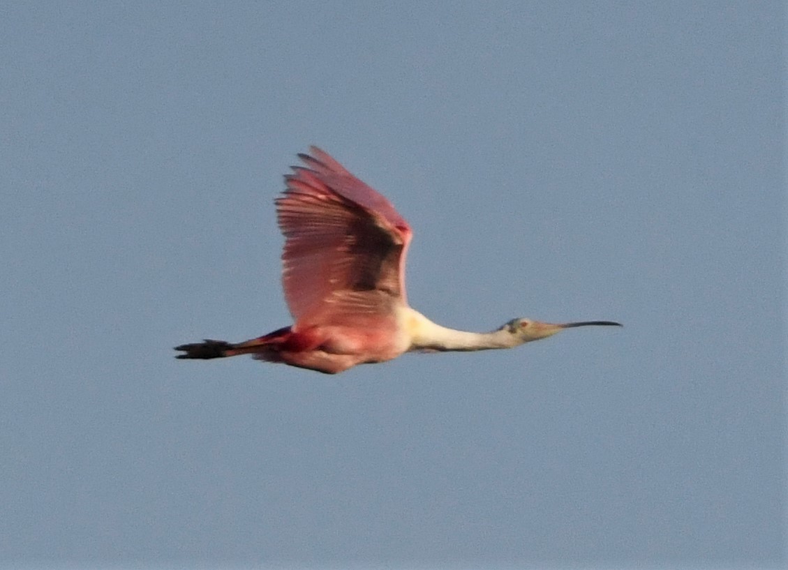 Roseate Spoonbill - ML590424111