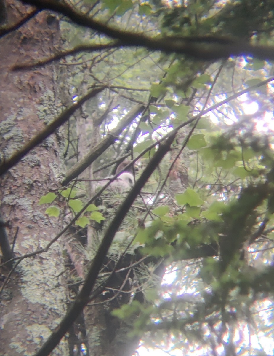 Broad-winged Hawk - ML590424121