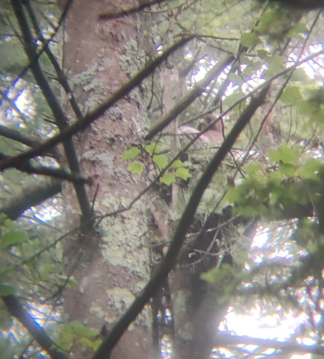 Broad-winged Hawk - ML590424131