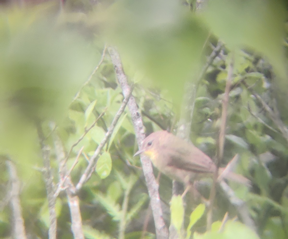 Common Yellowthroat - ML590424211