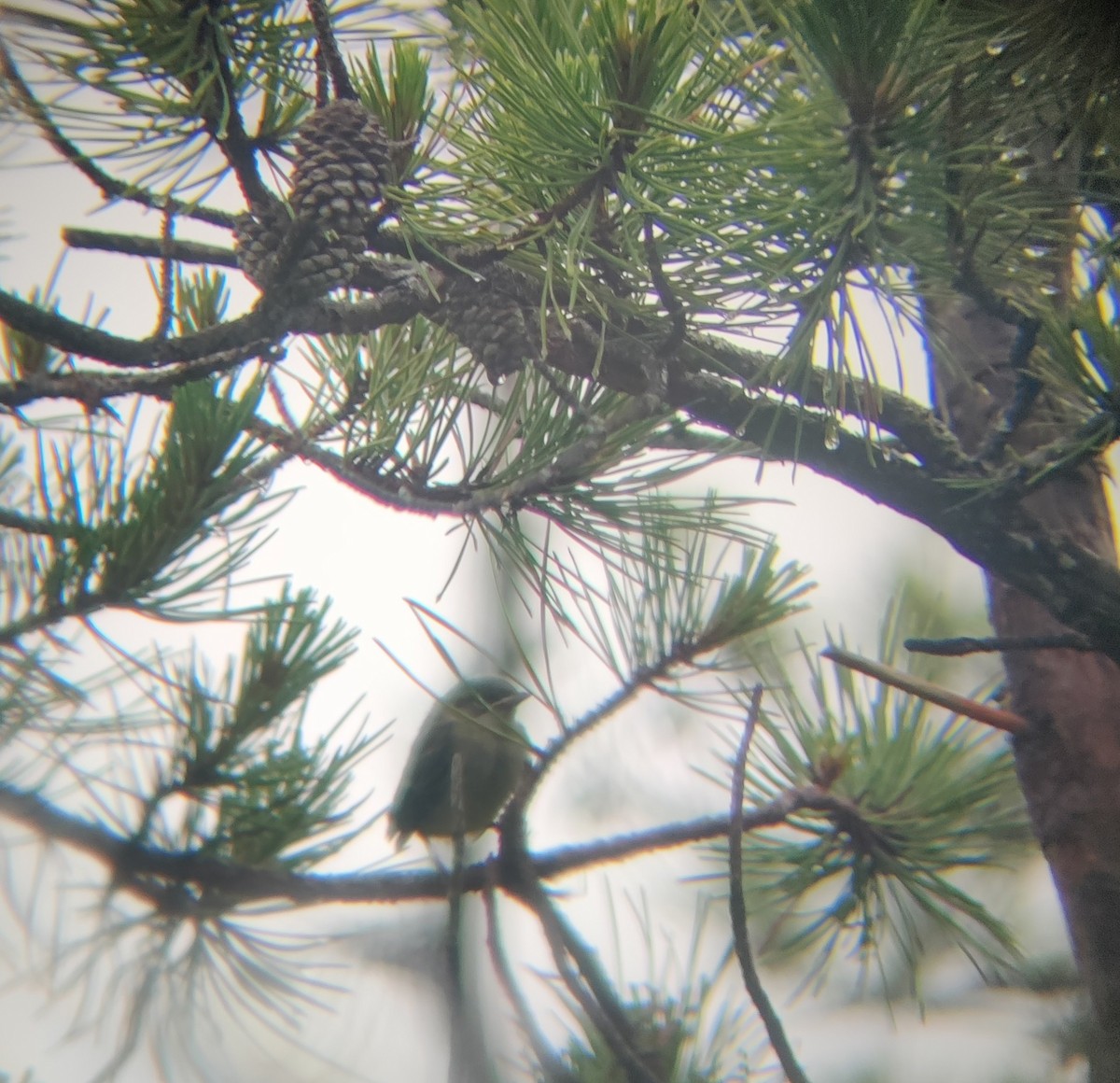 Pine Warbler - ML590424241
