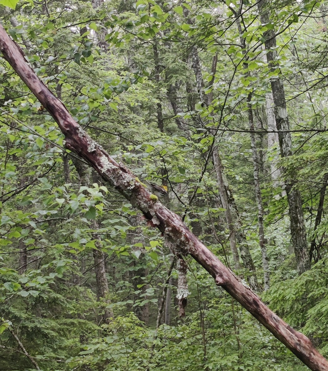 Black-throated Green Warbler - ML590424261