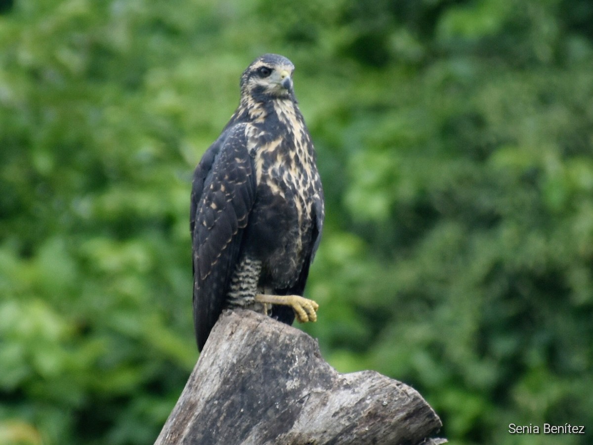 Common Black Hawk - ML590424621