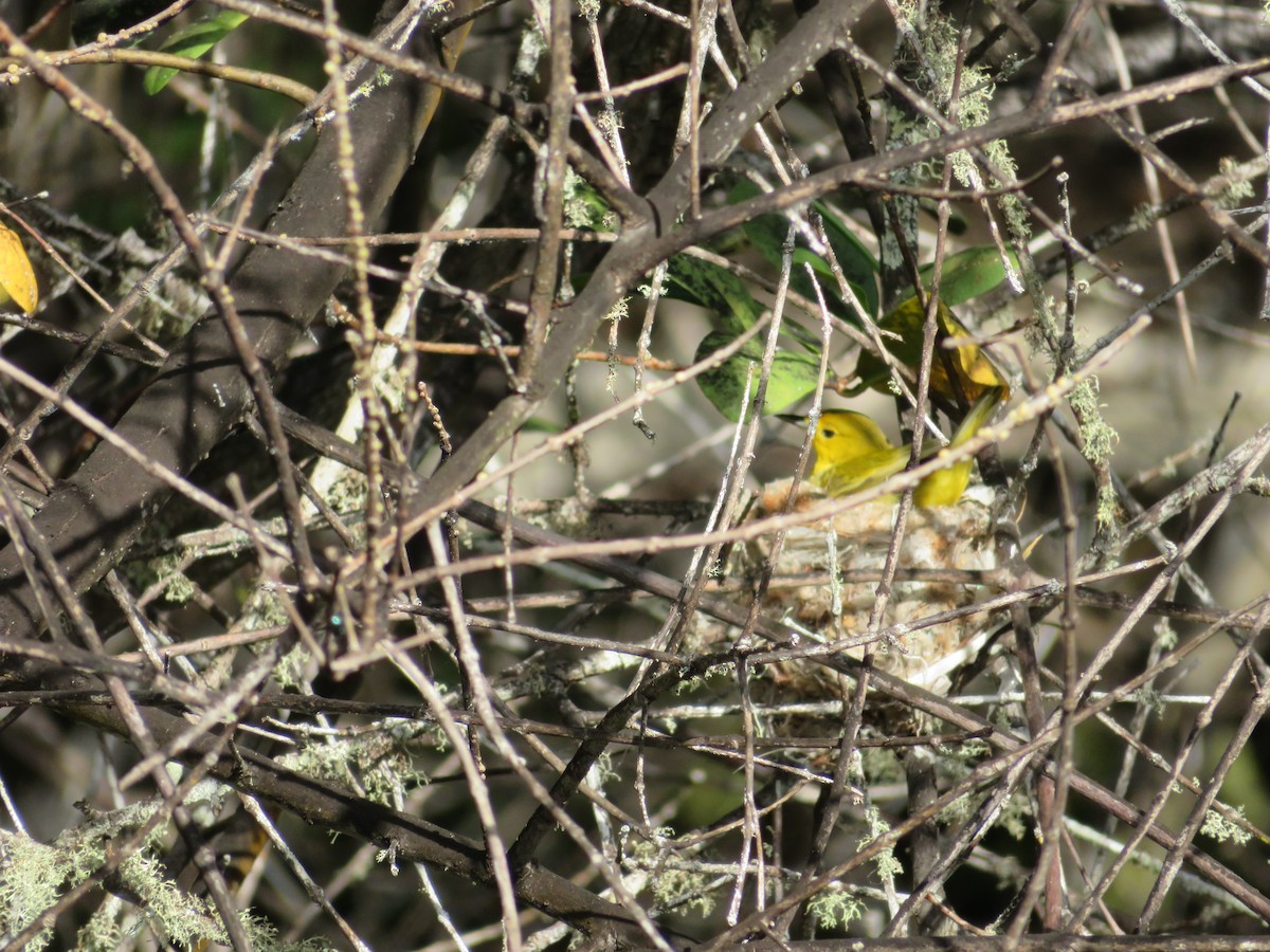 Yellow Warbler - ML590425131