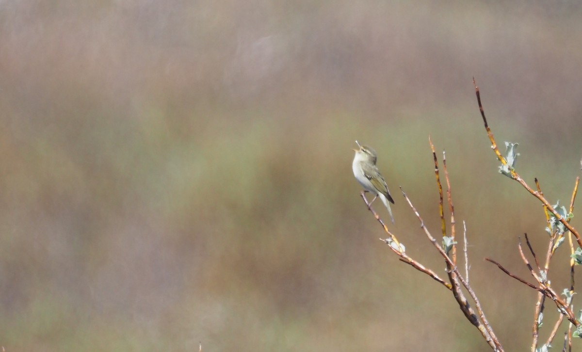 Arctic Warbler - ML590426131