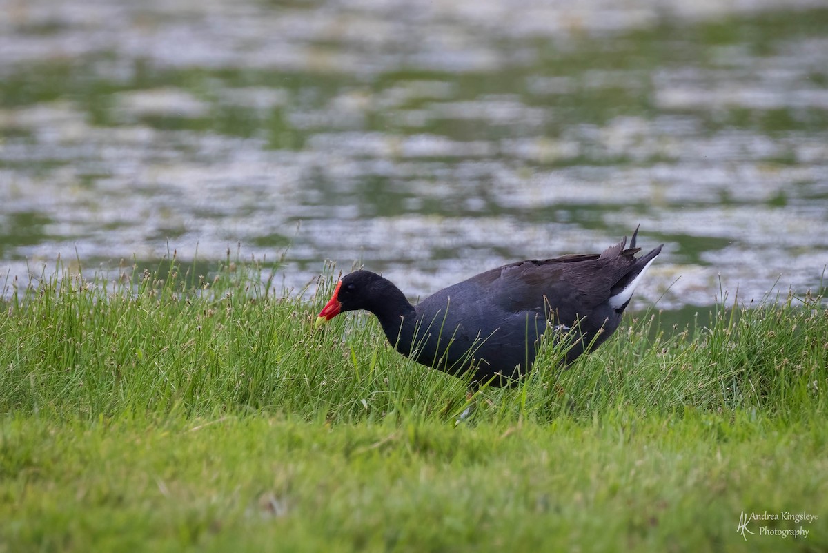 Gallinule d'Amérique - ML590426621