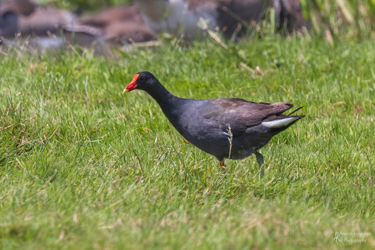 Gallinule d'Amérique - ML590426631