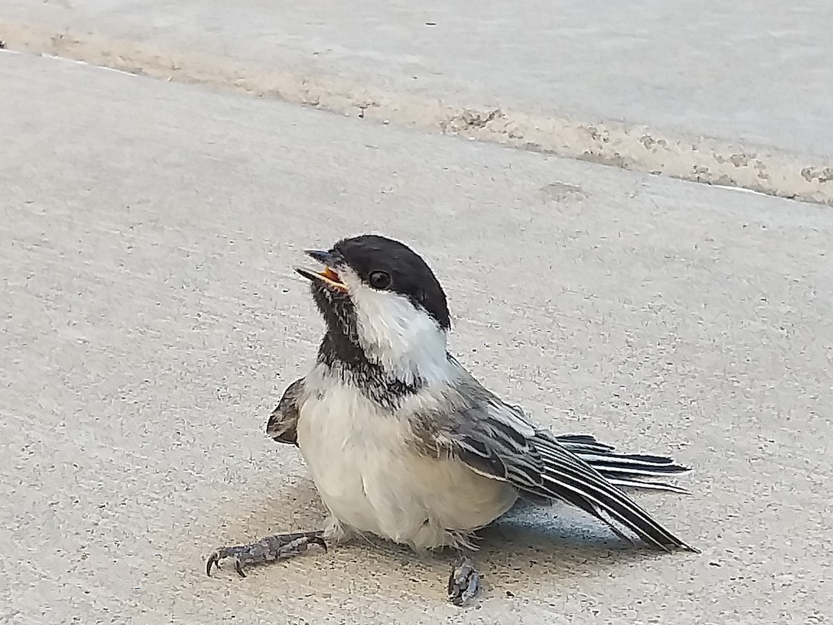 Black-capped Chickadee - Sooraj  Sekhar