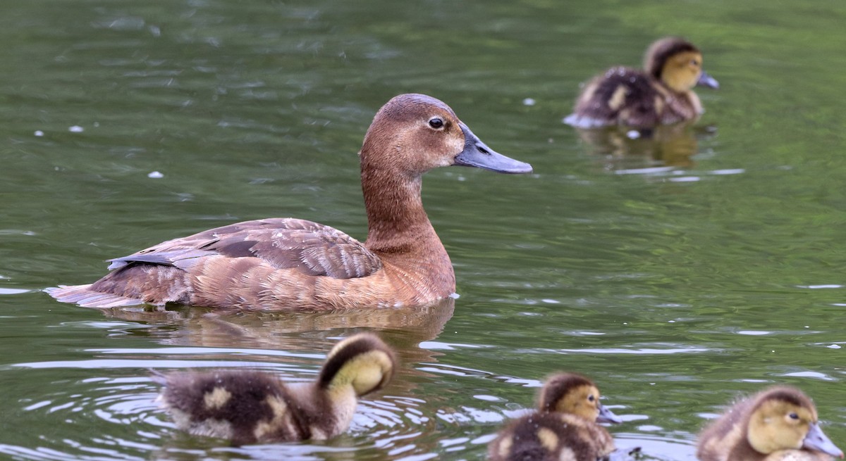 Common Pochard - ML590428151