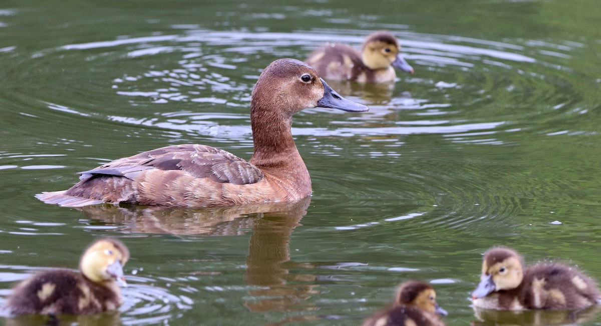 Common Pochard - ML590428181