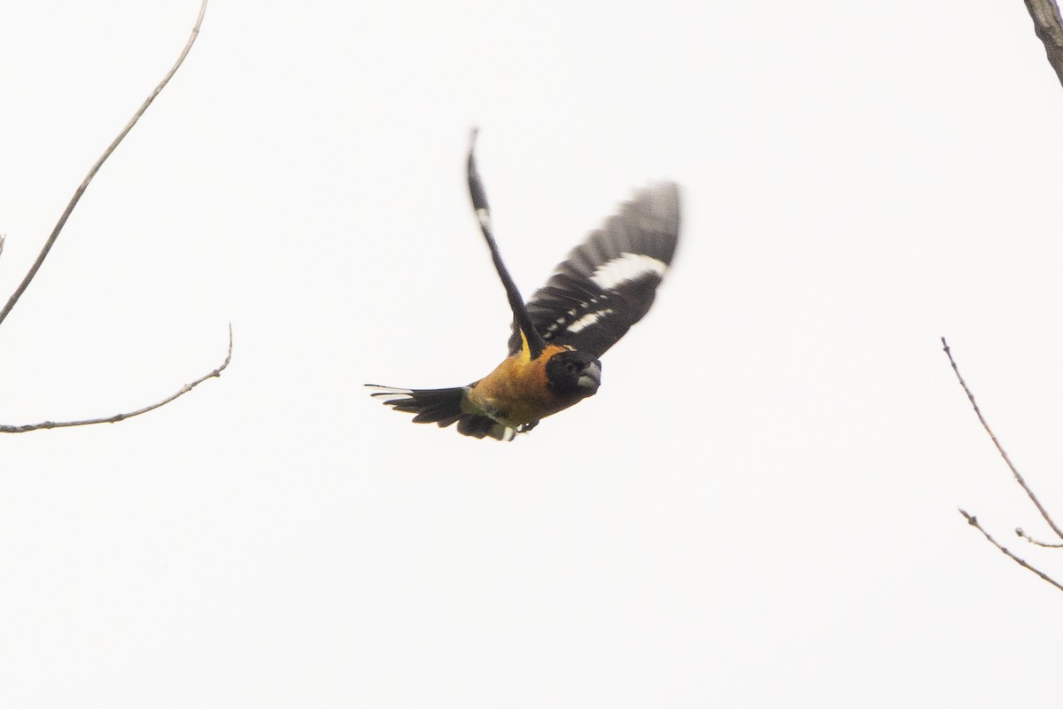 Black-headed Grosbeak - ML590430101