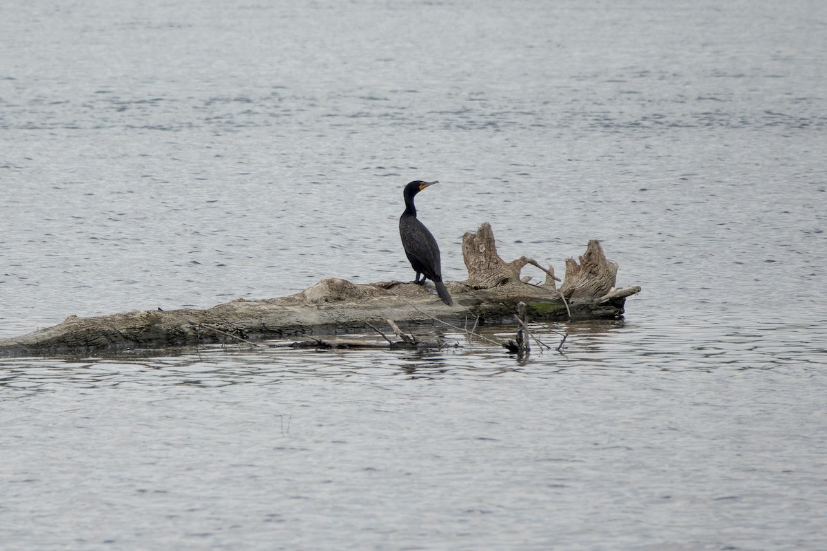 Double-crested Cormorant - ML590430661