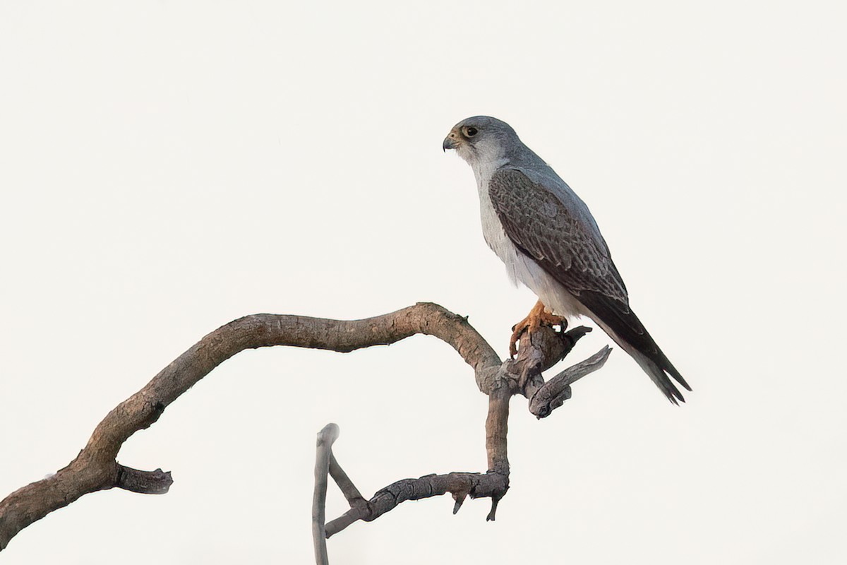 Gray Falcon - ML590430701