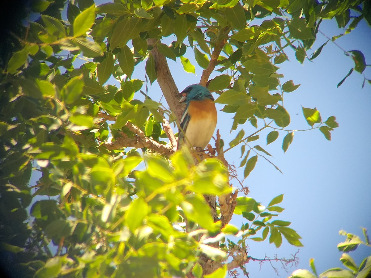 Lazuli Bunting - Sooraj  Sekhar