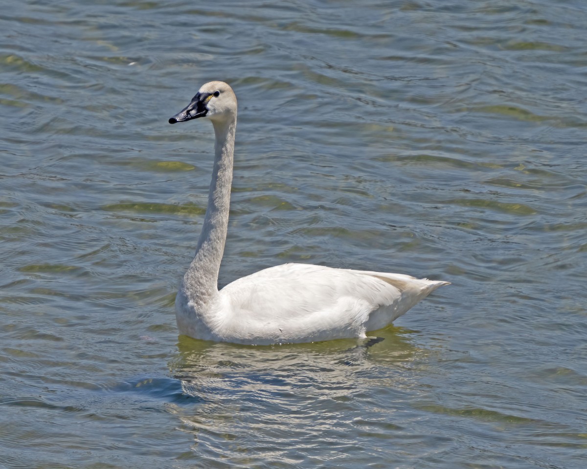 Tundra Swan - ML590432001