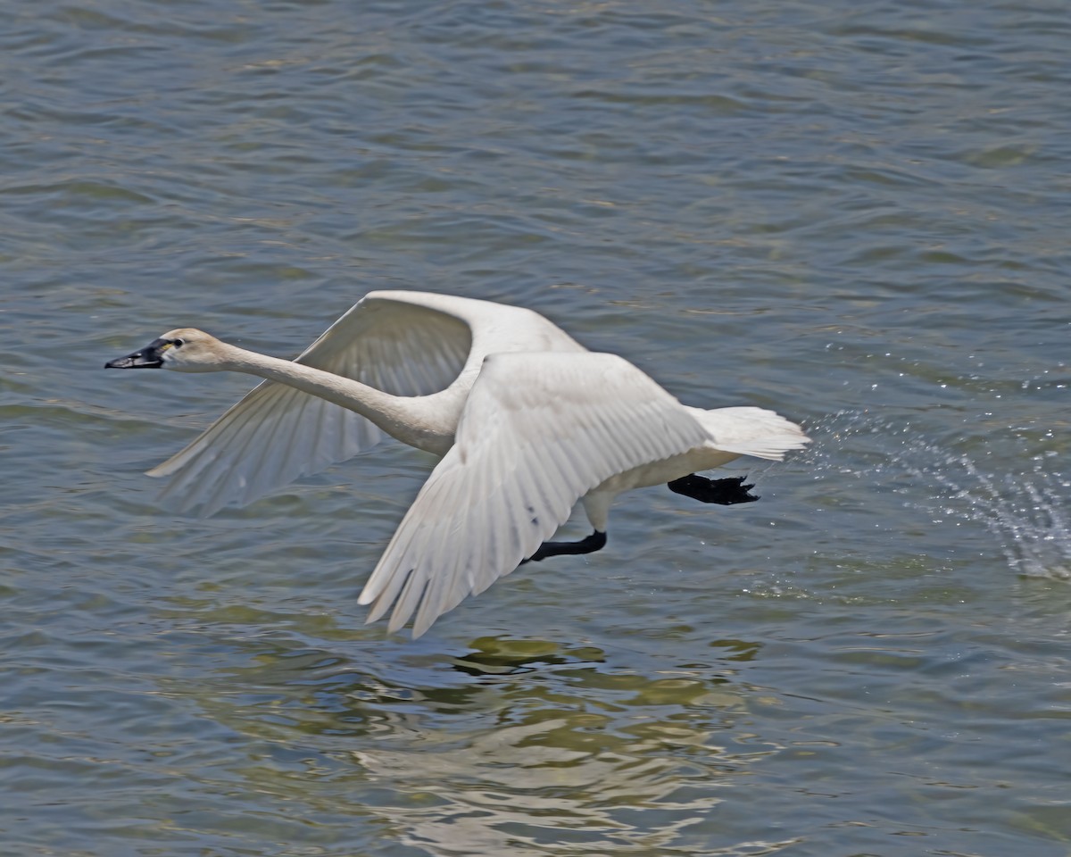 Tundra Swan - ML590432011