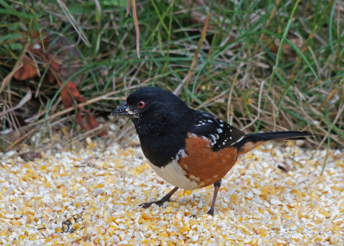 Spotted Towhee - ML590432151