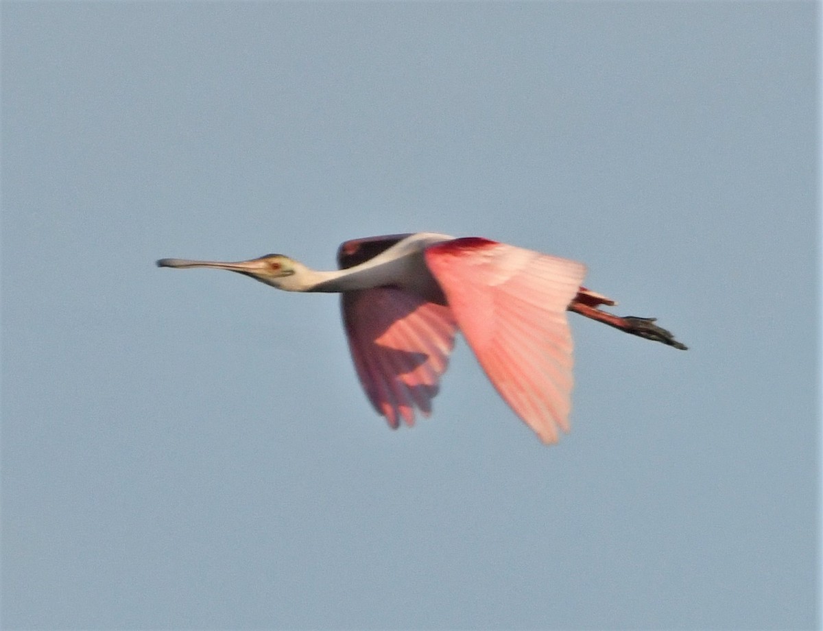 Roseate Spoonbill - Zachary Peterson