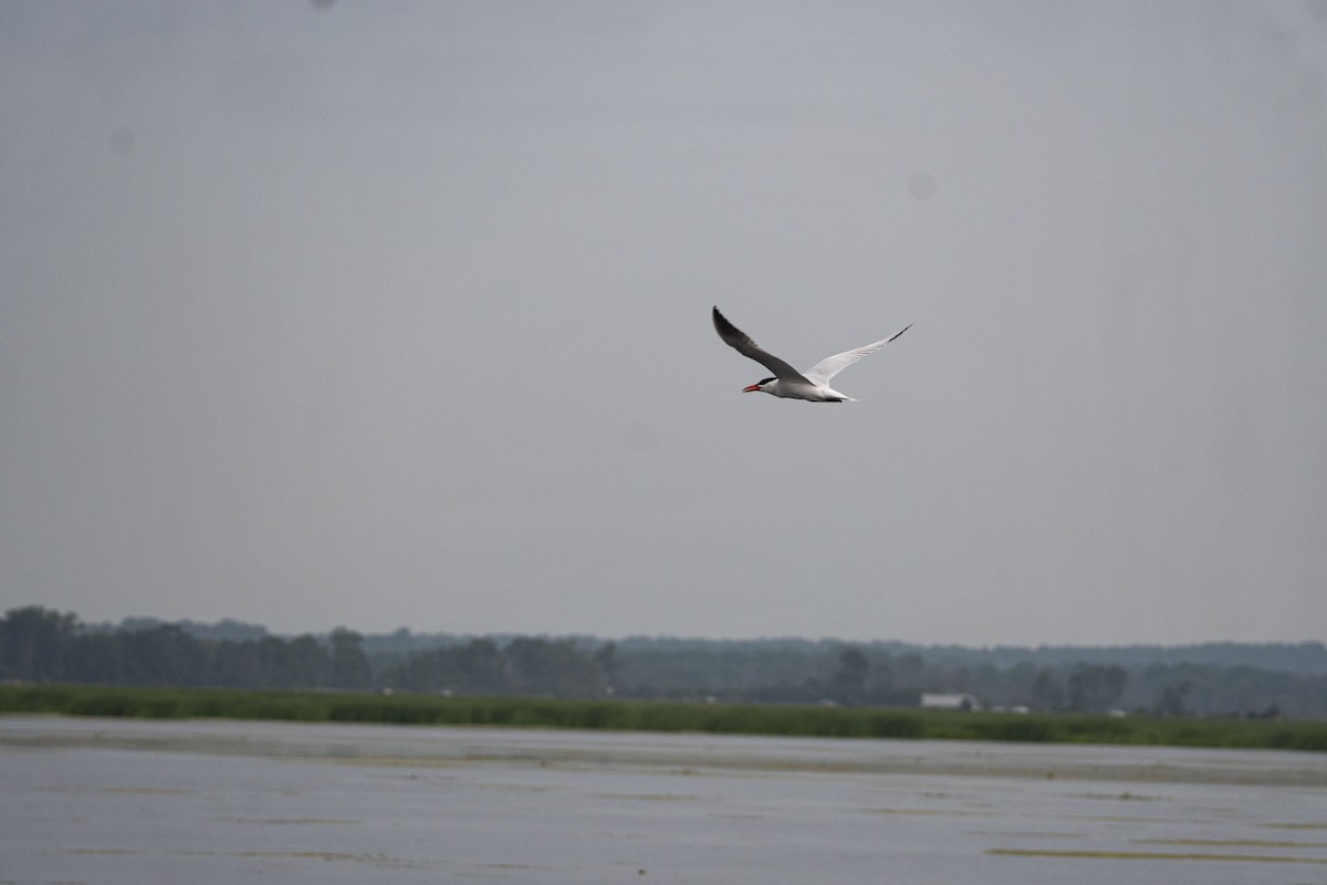 Caspian Tern - ML590434351