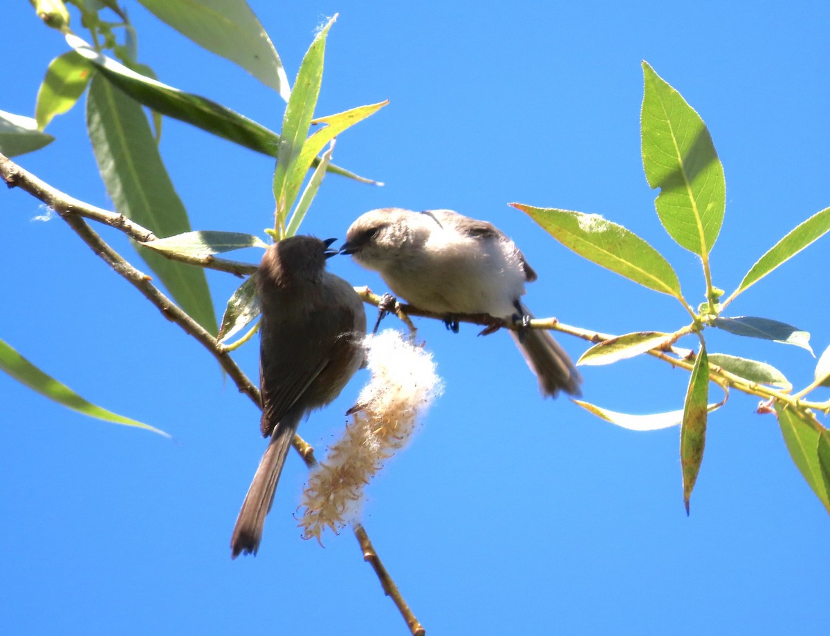 Bushtit - ML590434441