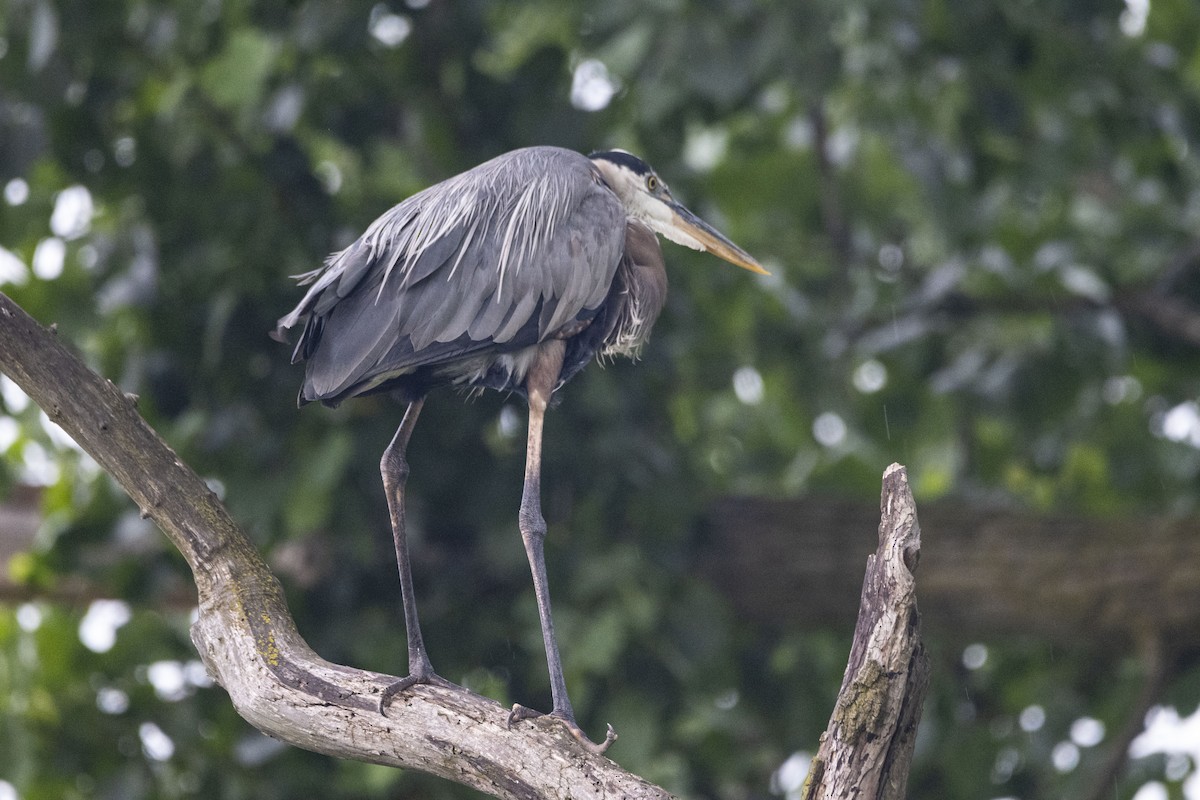 Great Blue Heron - ML590434901