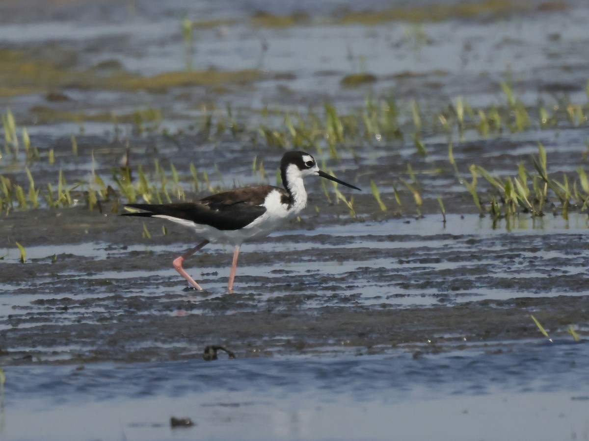 Cigüeñuela Cuellinegra - ML590435051