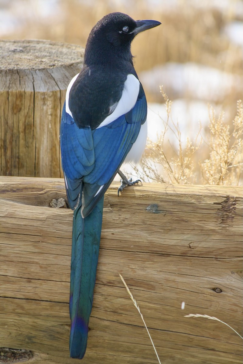 Black-billed Magpie - David Fraide