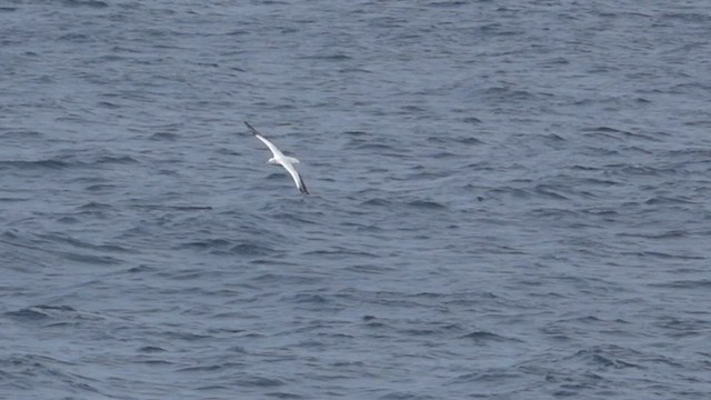 Ak Gezgin/Antipod Gezgin Albatrosu - ML590435761