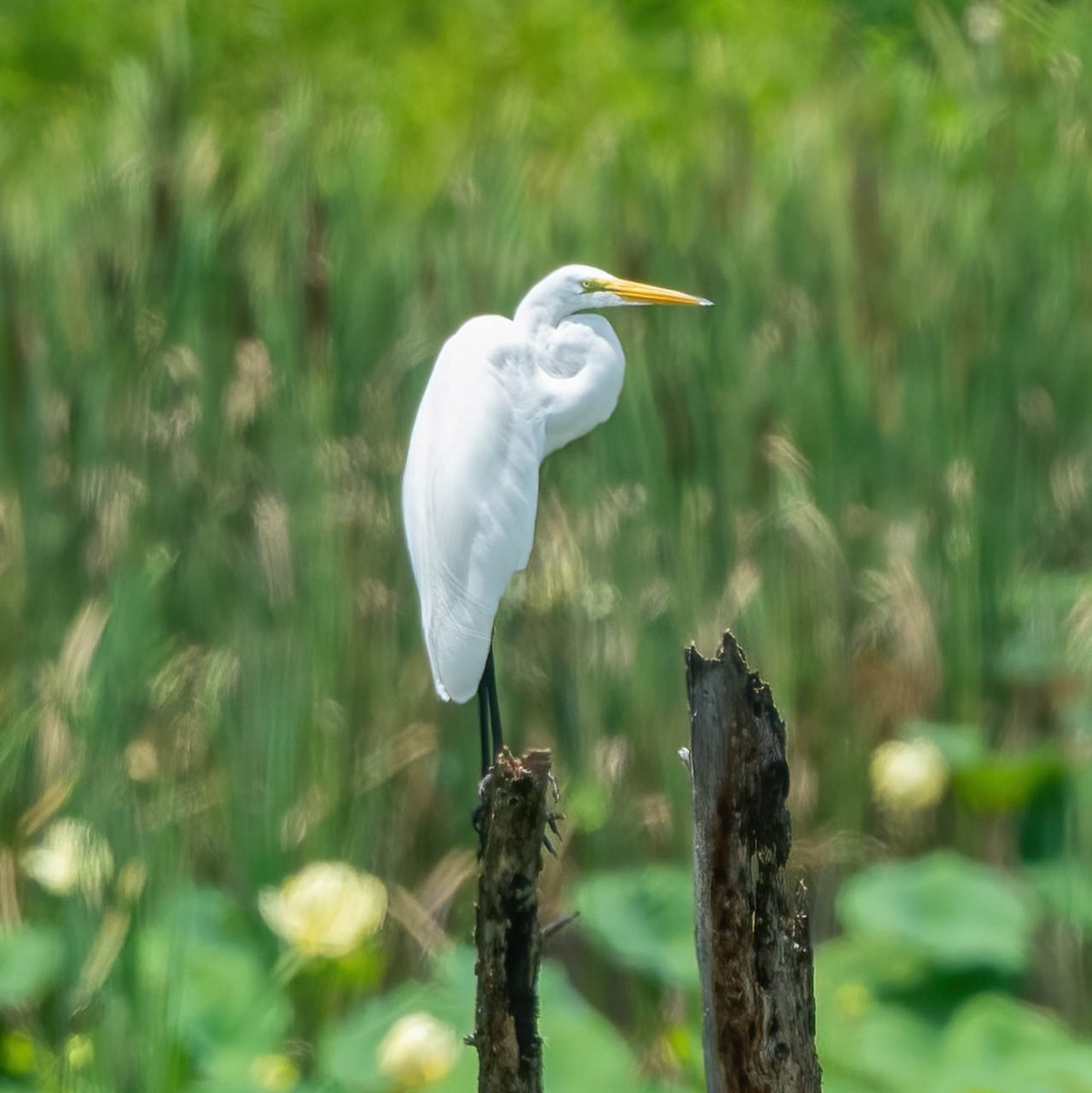 Great Egret - Eric Bodker