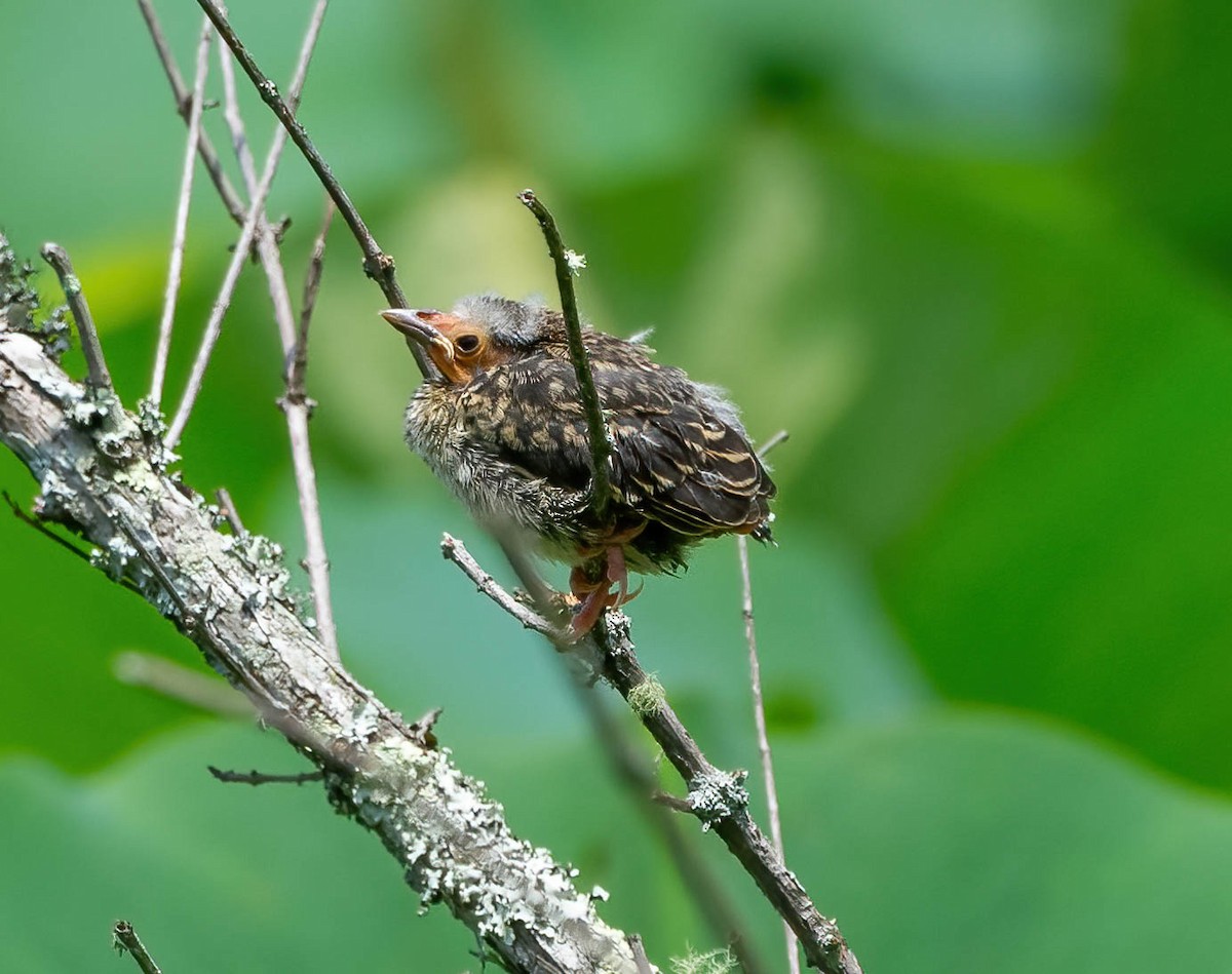 Red-winged Blackbird - Eric Bodker