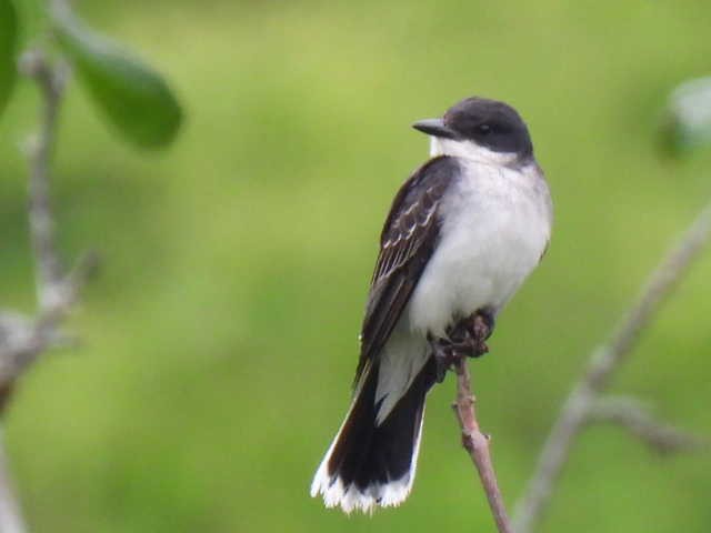 Eastern Kingbird - ML590436381