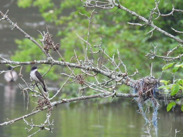 Eastern Kingbird - ML590436441