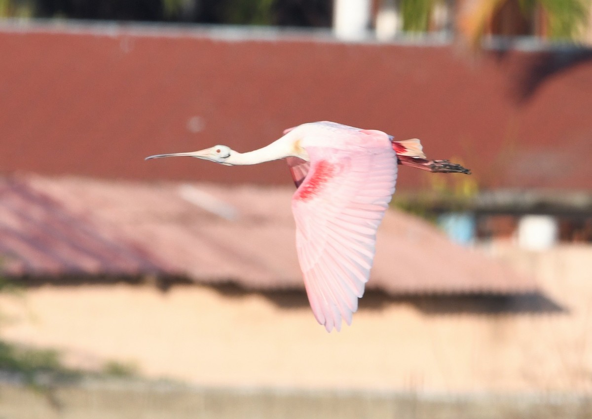 Roseate Spoonbill - Zachary Peterson