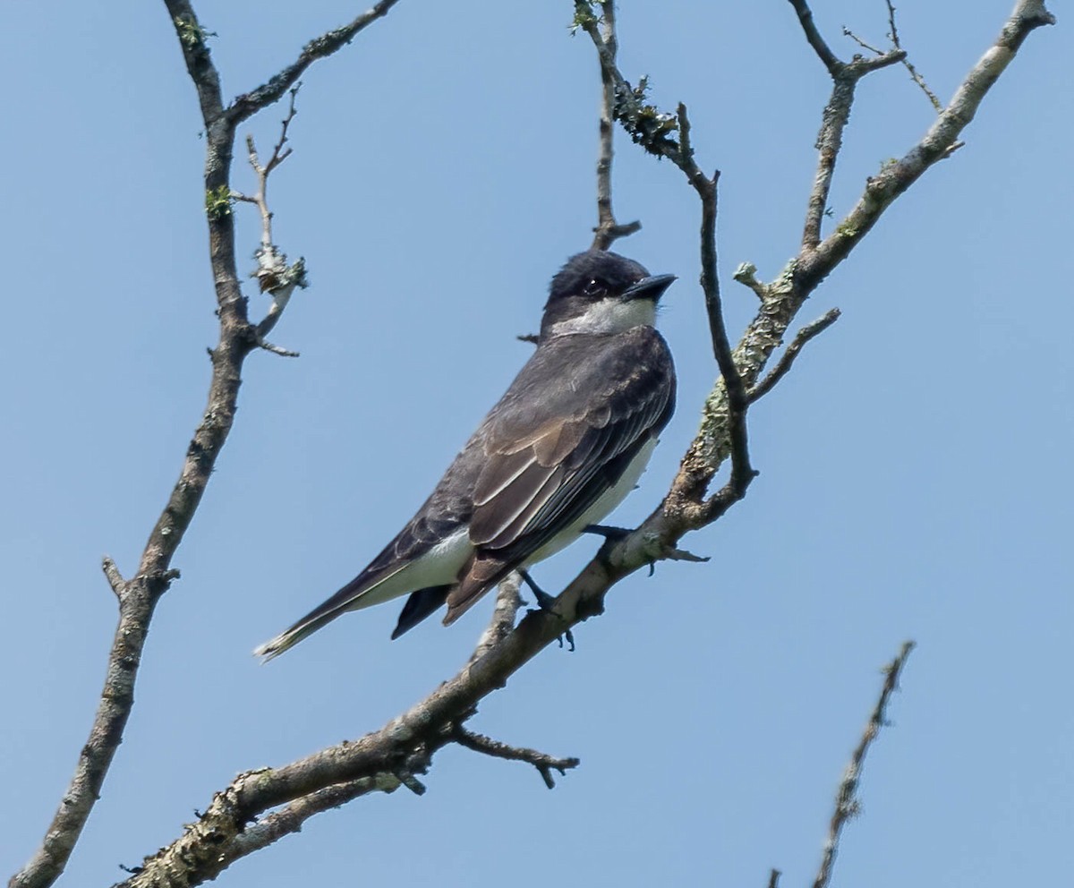 Eastern Kingbird - Eric Bodker