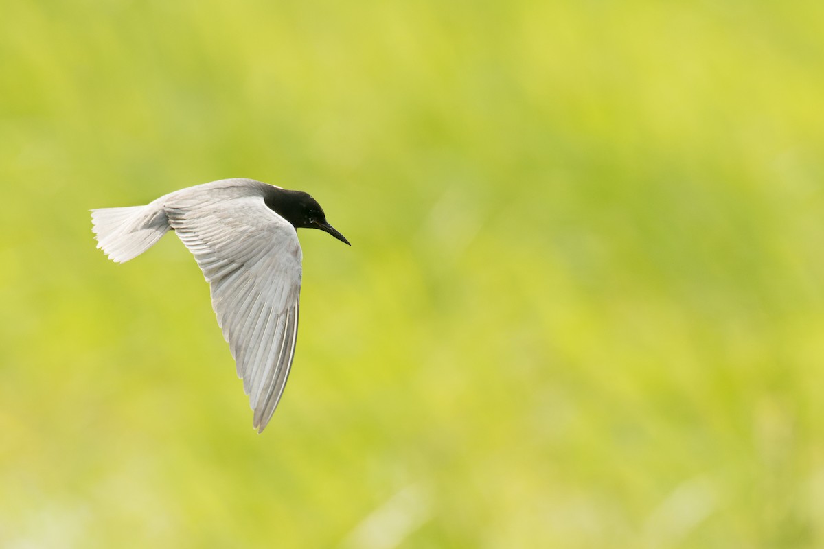 Black Tern - ML590436891