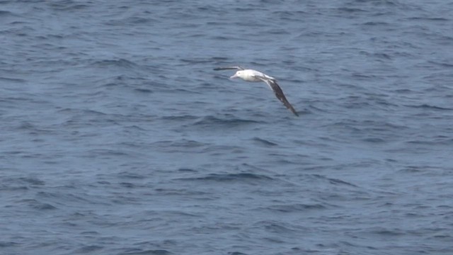 Southern Royal Albatross - ML590437371