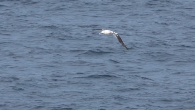 kongealbatross - ML590437371