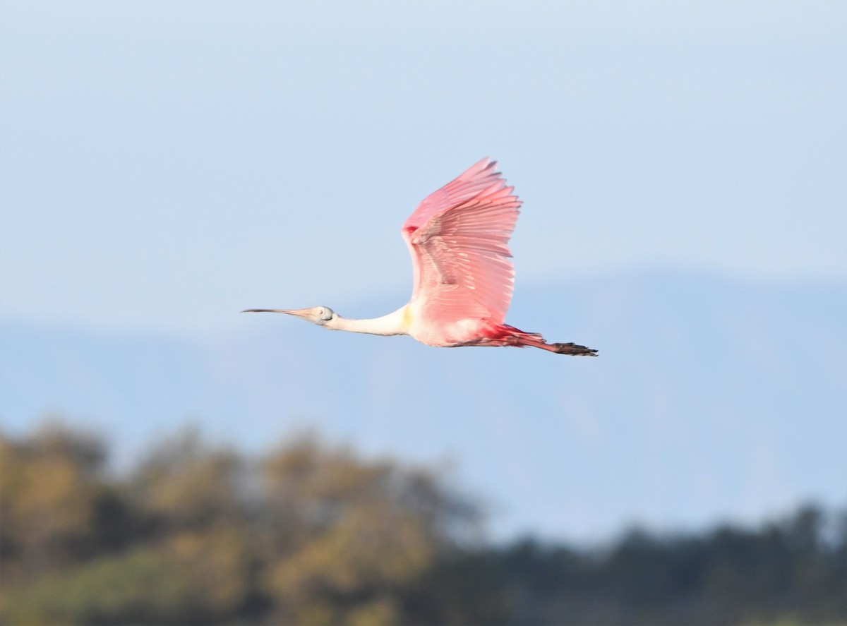 Roseate Spoonbill - ML590437631