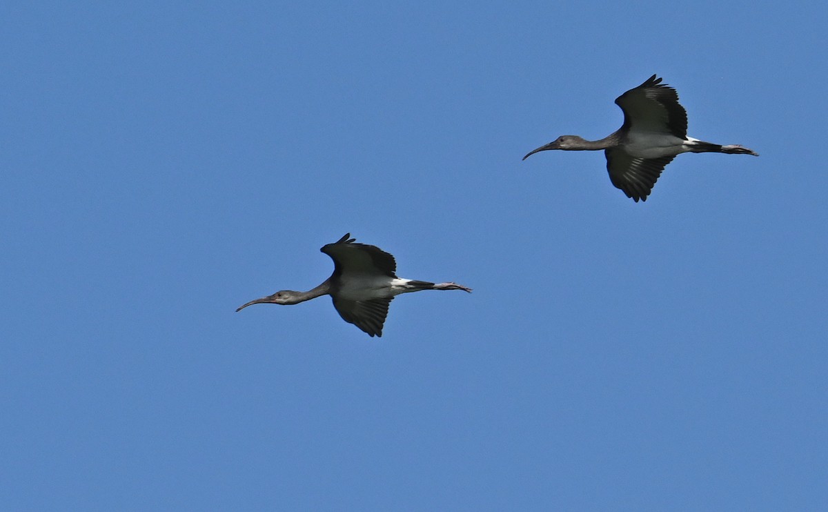 White Ibis - ML590438501