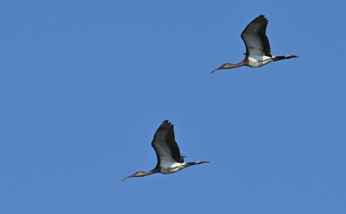ibis bílý - ML590438641